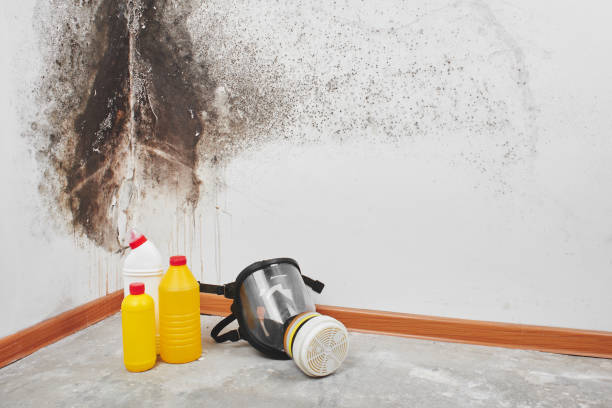 Best Black Mold Removal  in Augusta, WI