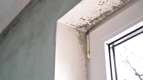 Best Professional Mold Removal  in Augusta, WI