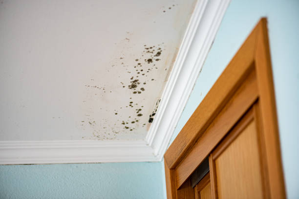 Mold Testing and Removal in Augusta, WI