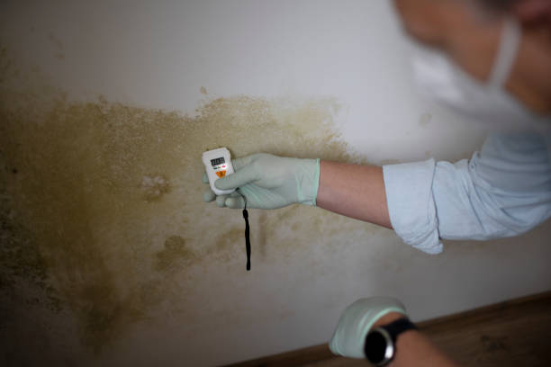 Augusta, WI Mold Removal Company
