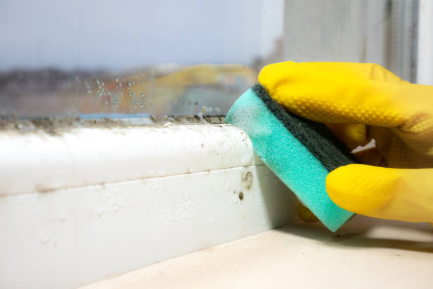 Best Residential Mold Removal  in Augusta, WI