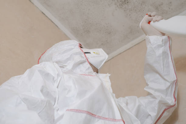 Best Mold Removal and Inspection  in Augusta, WI