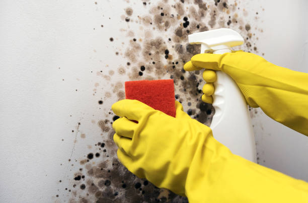 Best Mold Cleaning Services  in Augusta, WI