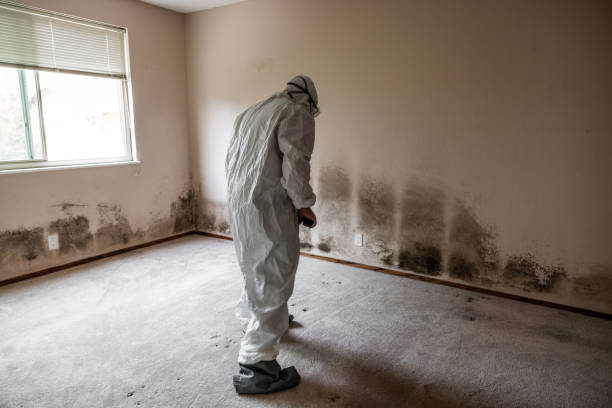 Best Home Mold Removal  in Augusta, WI