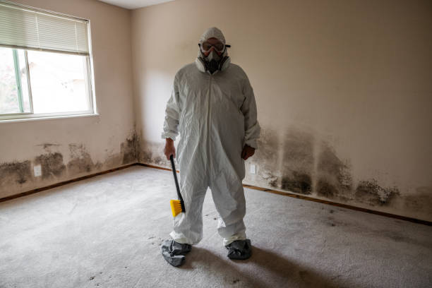 Best Attic Mold Removal  in Augusta, WI