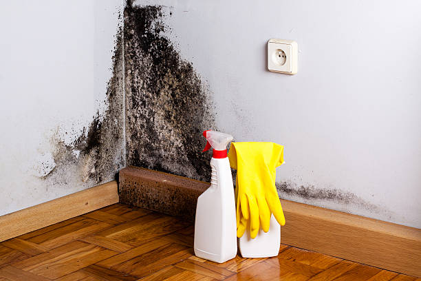 Attic Mold Removal in Augusta, WI