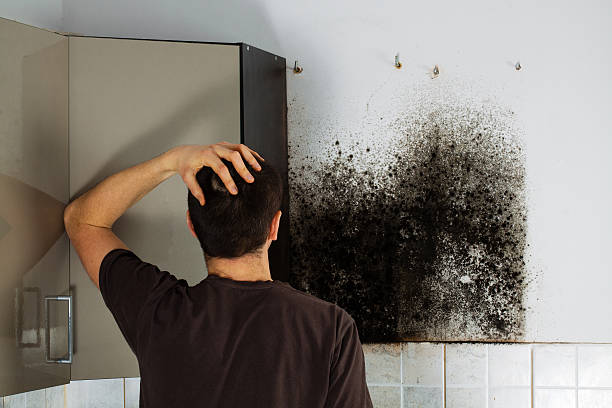 Best Mold Damage Repair  in Augusta, WI