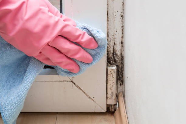 Best Mold Testing and Removal  in Augusta, WI