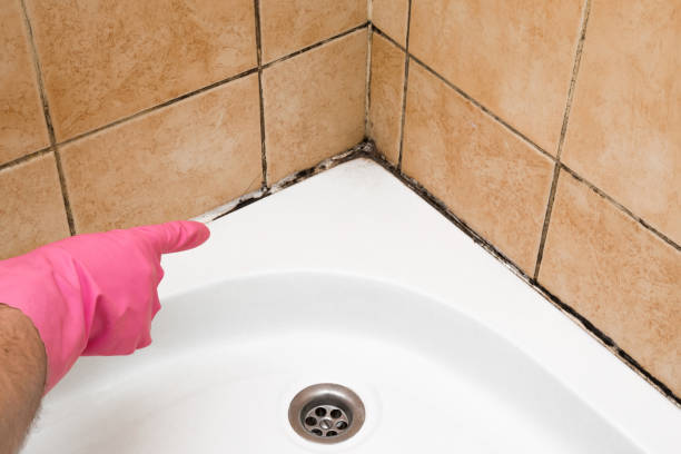 Best Attic Mold Removal  in Augusta, WI
